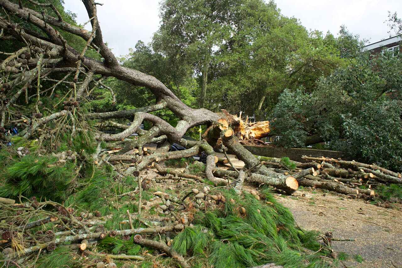 The Steps Involved in Our Tree Care Process in Marion Oaks, FL